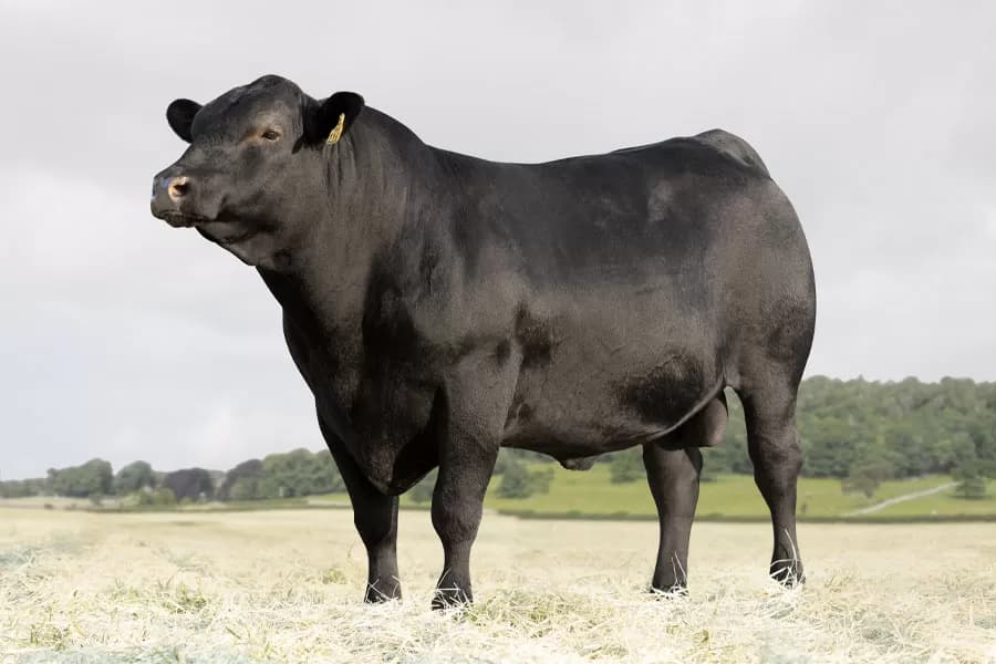Aberdeen Angus da VPJ Pecuária, foto 4
