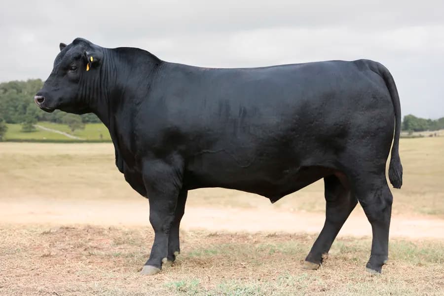 Aberdeen Angus da VPJ Pecuária, foto 1