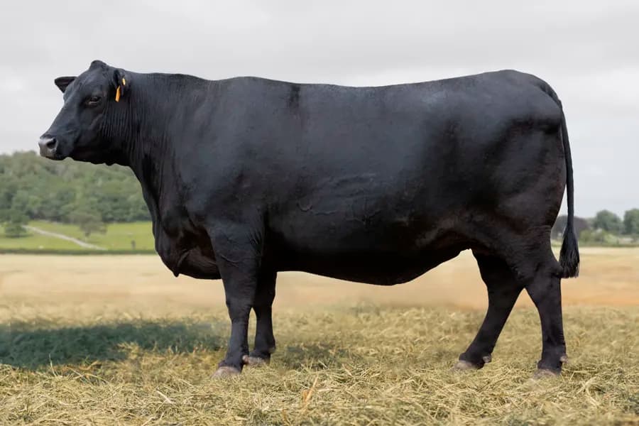 Aberdeen Angus da VPJ Pecuária, foto 2