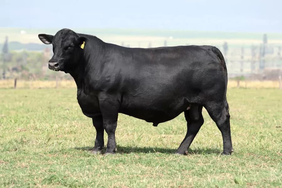 Aberdeen Angus da VPJ Pecuária, foto 3
