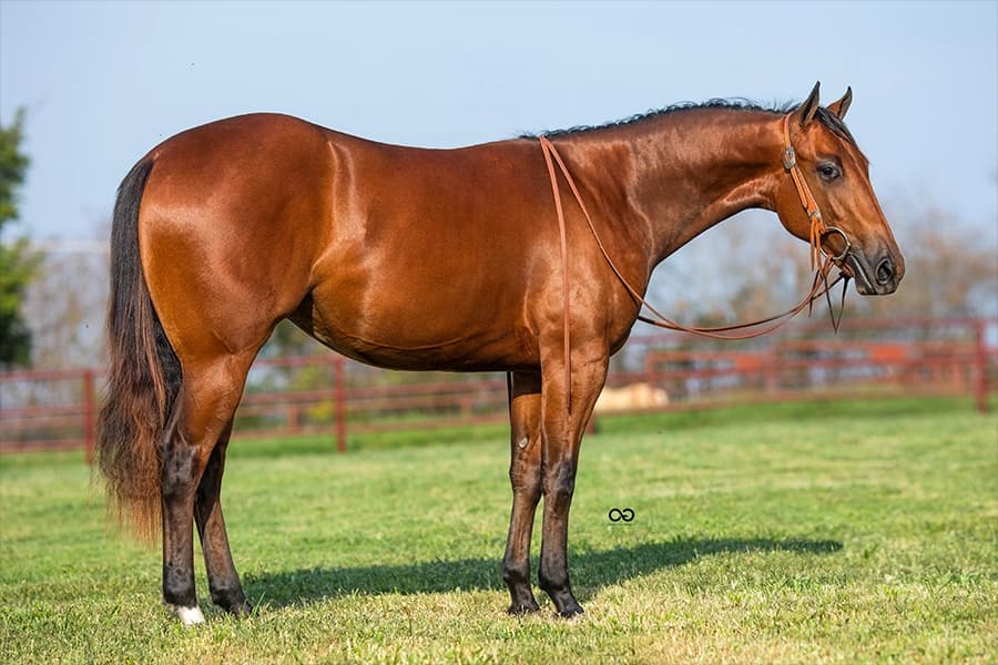 Quarter Horse da VPJ Pecuária, foto 3