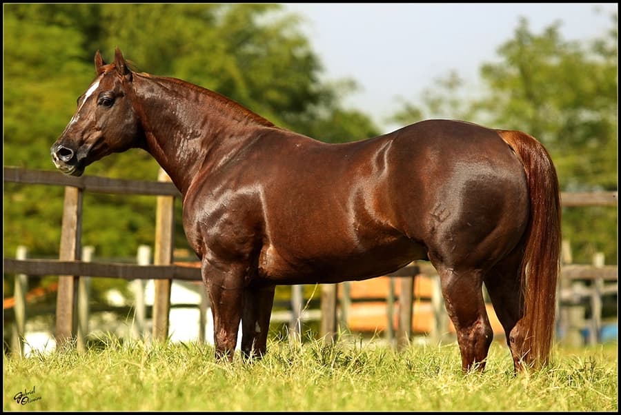 Quarter Horse da VPJ Pecuária, foto 1
