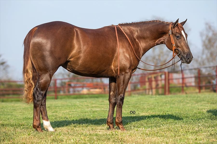 Quarter Horse da VPJ Pecuária, foto 4