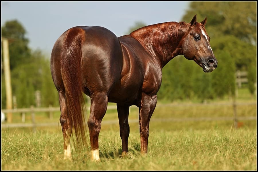 Quarter Horse da VPJ Pecuária, foto 2
