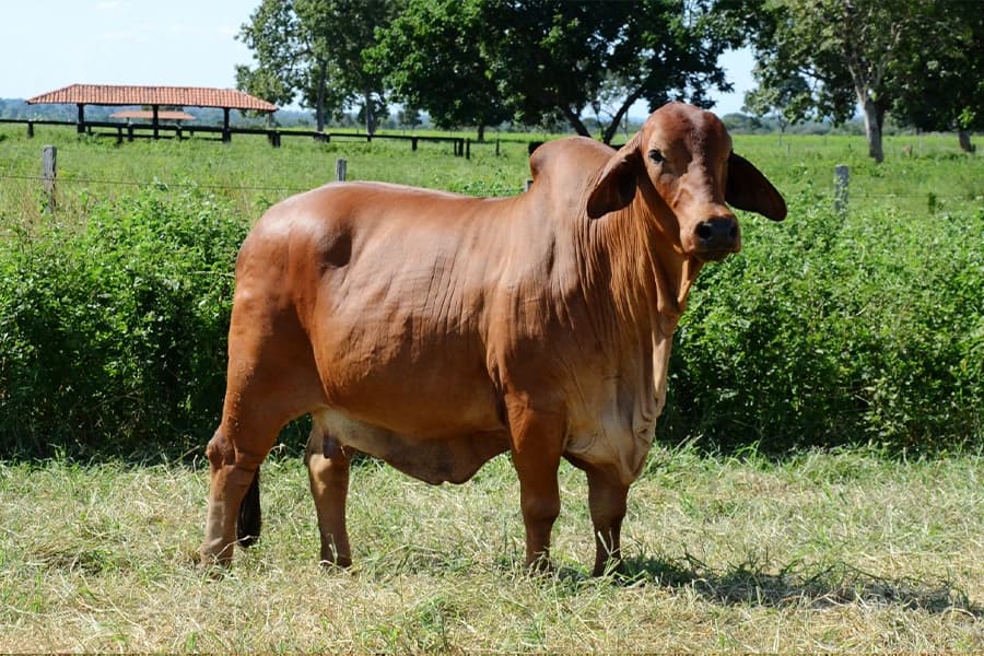 Red Brahman da VPJ Pecuária, foto 1