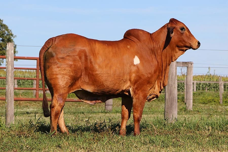 Red Brahman da VPJ Pecuária, foto 2