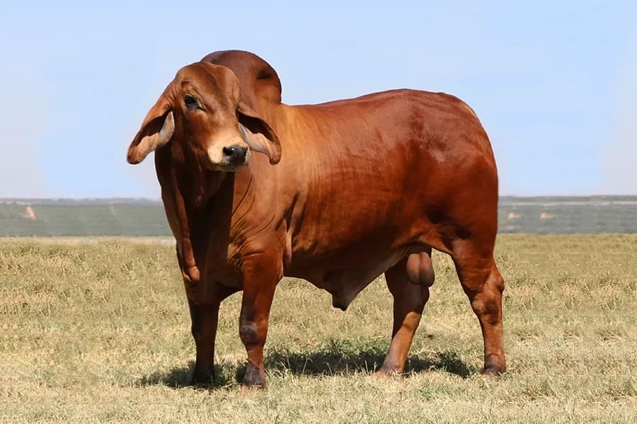 Red Brahman da VPJ Pecuária, foto 4