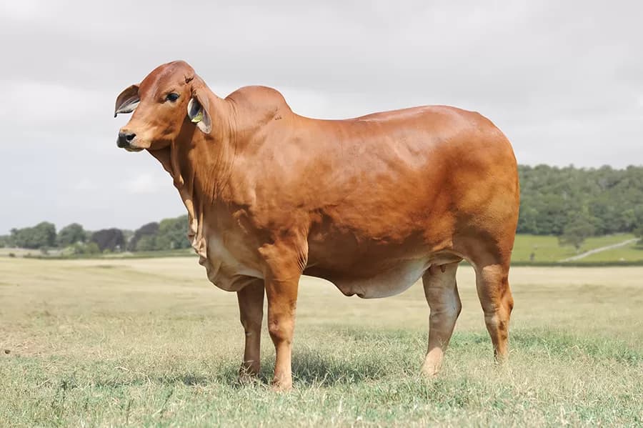Red Brahman da VPJ Pecuária, foto 3