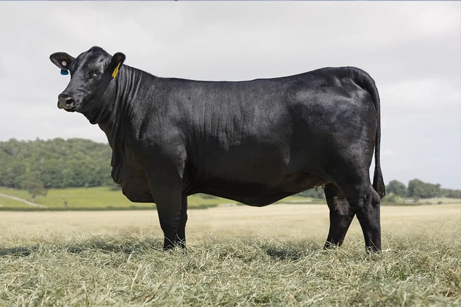 Ultrablack da VPJ Pecuária, foto 2
