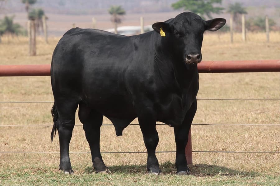 Ultrablack da VPJ Pecuária, foto 4