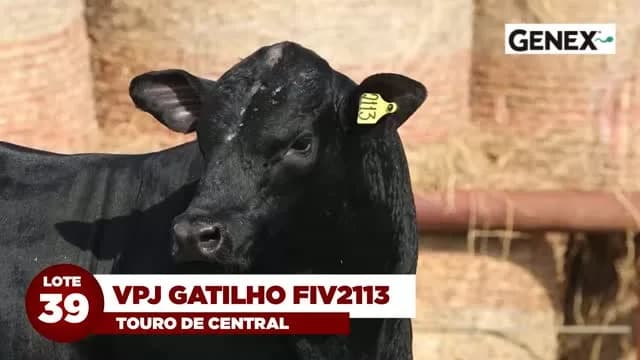 LOTE 39: VPJ GATILHO FIV2113

VPJ GATILHO FIV2113 é destaque da bateria GENEX e terá 50% de suas cotas ofertadas neste leilão.

Filho de CB NEW STANDARD 817J3, touro americano de i