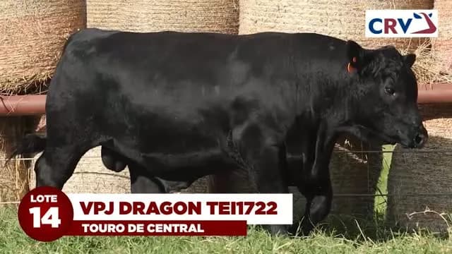LOTE 14: VPJ DRAGON TEI1722 

VPJ DRAGON TEI1722 é destaque da bateria CRV e terá 50% de suas cotas comercializadas neste leilão. Touro de extrema consistência genética, VPJ DRAGON