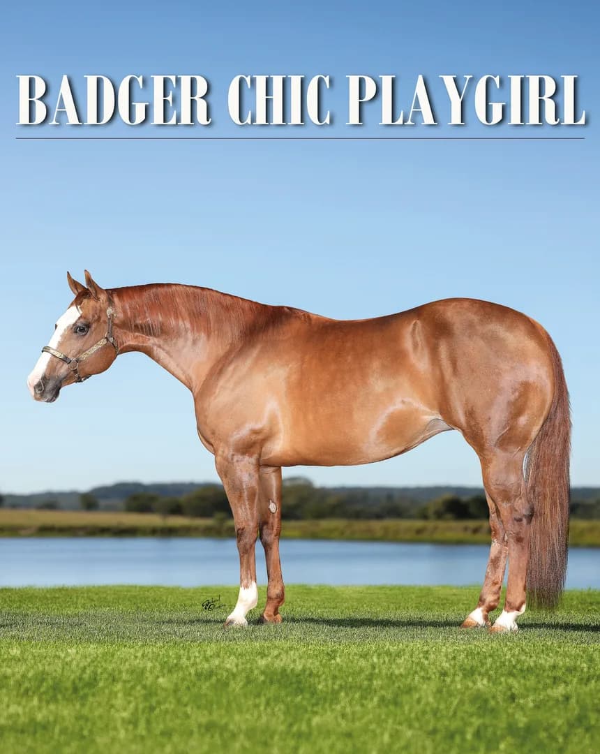 🏆 Conheça BADGER CHIC PLAYGIRL! 🐴

🌟 Matriz de destaque da VPJ, BADGER CHIC PLAYGIRL é mãe do fenômeno VPJ POWDER POP: Campeão Potro do Futuro Laço Individual Técnico ABQM e ANLI.