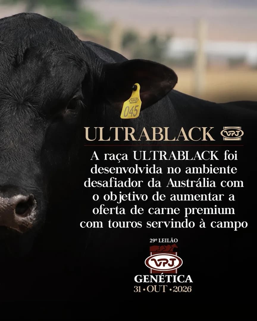 A raça ULTRABLACK foi desenvolvida no ambiente desafiador da Austrália com o objetivo de aumentar a oferta de carne premium com touros servindo à campo. O êxito obtido chamou a ate