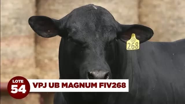 LOTE 54 - VPJ UB MAGNUM FIV268

Quarto colocado no Sumário CEIP Natura de Touros Jovens, geração 2024!
VPJ UB MAGNUM FIV268: performance, carcaça, qualidade de carne e adaptação.
C