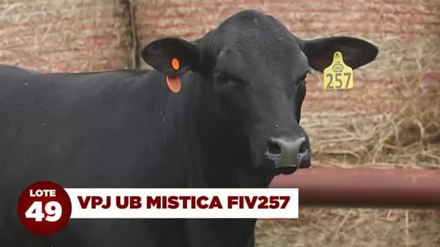 LOTE 49: VPJ UB MISTICA FIV257

Pedigree de muita consistência genética!

Filha de e w a peyton 642, líder do promebo em 2023, 2024 e 2025, e de vpj final cut fiv 692, filha de uma