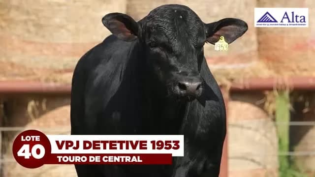 LOTE 40 - VPJ DETETIVE 1953

Contratado pela ALTA GENETICS, VPJ DETETIVE 1953 terá 50% de suas cotas ofertadas neste leilão.

Touro de excelente performance, VPJ DETETIVE 1953 apre