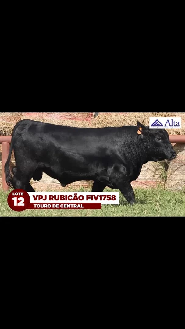 LOTE 12: VPJ RUBICÃO FIV1758
É DESTAQUE DA BATERIA ALTA GENETICS E TERÁ 50% DE SUAS COTAS OFERECIDAS NESTE LEILÃO. DETENTOR DO SELO DE PERFORMANCE PROMEBO E DO SELO DE QUALIDADE DE