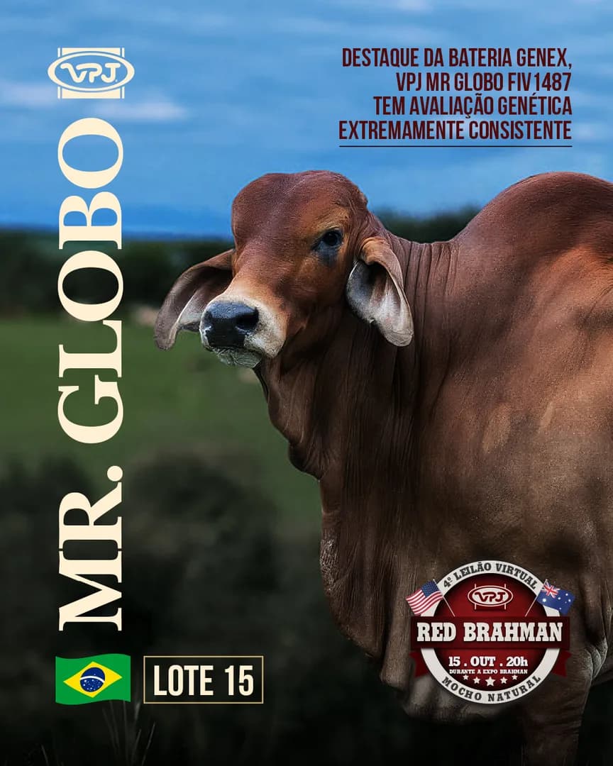 Lote 15 é destaque da bateria GENEX, VPJ MR GLOBO FIV1487 tem avaliação genética extremamente consistente e terá 50% de suas cotas comercializadas no 4º LEILÃO RED BRAHMAN VPJ MOCH