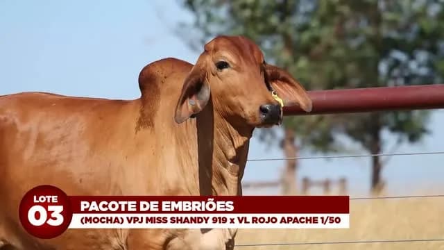 LOTE 03: Pacote de embriões da vaca Red Brahman Mocha VPJ MISS SHANDY 919 x VL ROJO APACHE 1/50

OFERTA DE PACOTE DE EMBRIÕES DA VACA LÍDER DO PROGRAMA GMA!!

Doadora extremamente