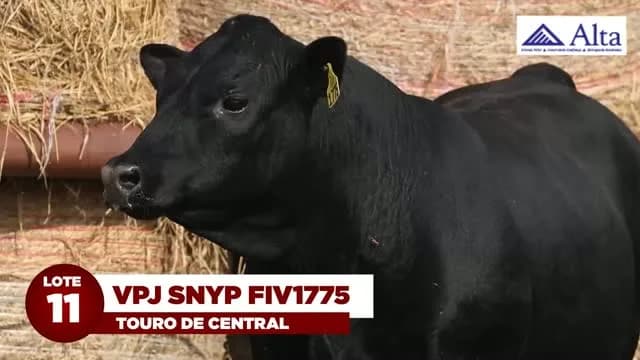 LOTE 11: VPJ SNYP FIV1775

VPJ SNYP FIV1775 é destaque da bateria ALTA GENETICS, com performance e qualidade de carne comprovadas tanto pela genômica americana quanto pela avaliaçã