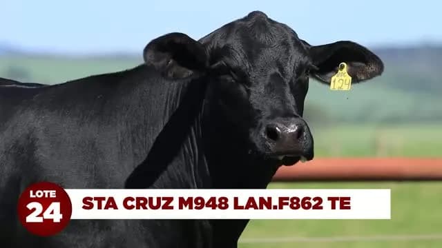 LOTE 24: STA CRUZ M948 LAN.F862 TE

Aspiração da superdoadora SANTA CRUZ M948 LAN.F862 TE, vaca que produziu os três primeiros colocados do Sumário CEIP Natura de Touros Jovens.

F