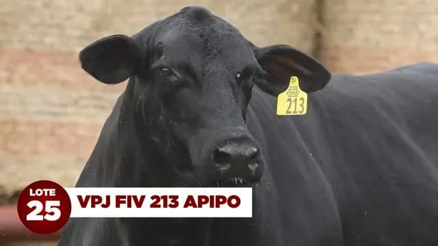 Lote 25: VPJ FIV 213 APIPO

Uma das últimas filhas de Olhos d’Água 5G 6779 Dália!

VPJ FIV 213 Apipo possui produção excepcional e é mãe de vários produtos que alcançaram preços de