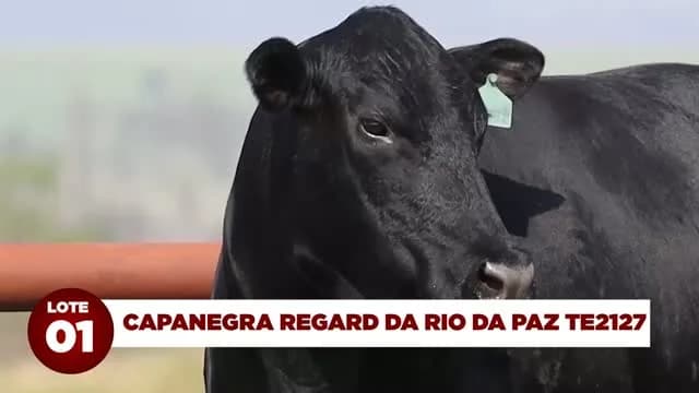 LOTE 01 - CAPANEGRA REGARD DA RIO DA PAZ TE

Ganhadora do Prêmio “DIFUSÃO GENÉTICA NACIONAL 2024”!

Fenômeno de performance, conformação, carcaça e adaptação!

CAPANEGRA REGARD DO
