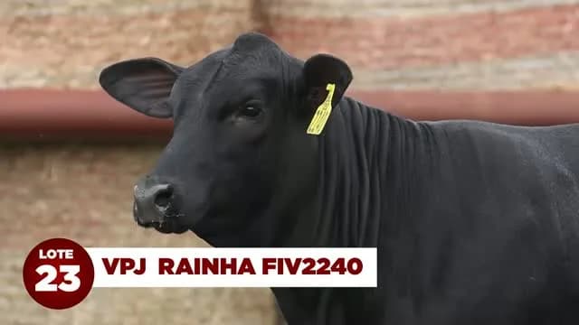 LOTE 23 - VPJ RAINHA FIV2240

Uma das ofertas mais aguardadas do Brangus nacional! Irmã própria dos três primeiros colocados do Sumário CEIP Natura!

Filha de Skyhawks Presidente 2