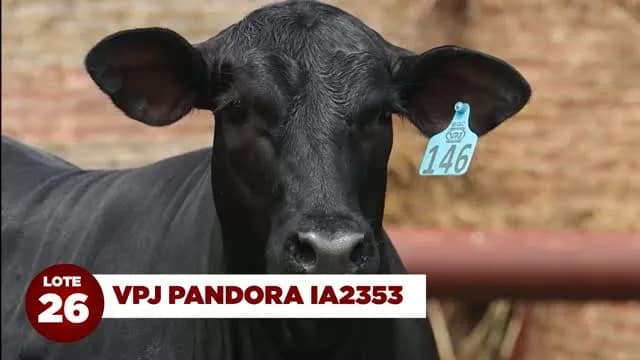 LOTE 26: VPJ PANDORA IA2353

VPJ PANDORA IA2353 tem morfologia impecável!! Uma curve bender de carcaça excepcional:

Avaliação genética:

• TOP 4% PN
• TOP 11% GDS
• TOP 1% AOL
• T