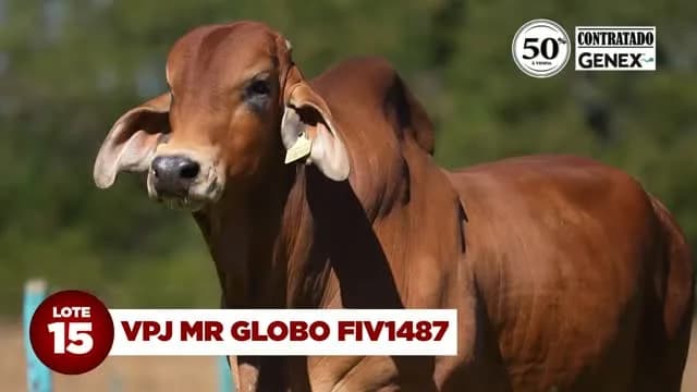 Destaque da bateria GENEX, VPJ MR GLOBO FIV1487 tem avaliação genética extremamente consistente e terá 50% de suas cotas comercializadas no 4º LEILÃO RED BRAHMAN VPJ MOCHO NATURAL!