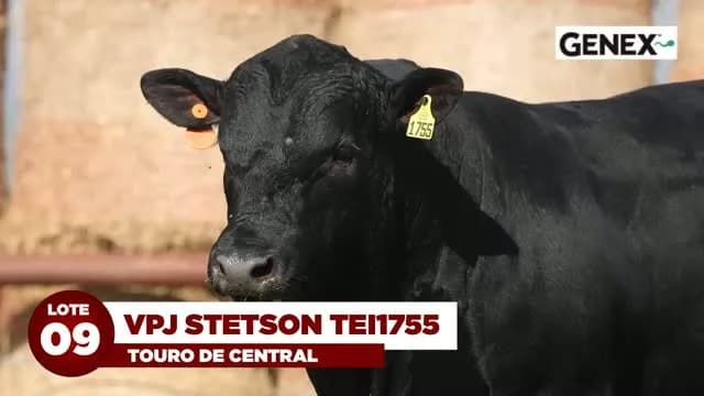 LOTE 09: VPJ STETSON TEI1755

VPJ STETSON TEI1755 é um touro de muita consistência genética, filho de POWELL KARAMA 8347, que já é mãe de cinco touros de central. Contratado pela G