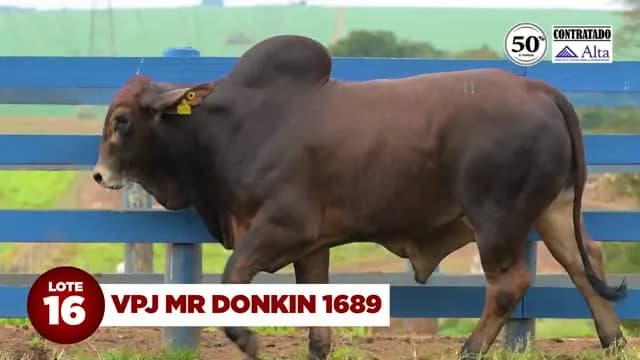 LOTE 16: VPJ MR DONKIN 1689

Contratado pela ALTA GENETICS, VPJ MR DONKIN 1689 terá 50% de suas cotas comercializadas no 4º LEILÃO RED BRAHMAN VPJ MOCHO NATURAL!

VPJ MR DONKIN 168