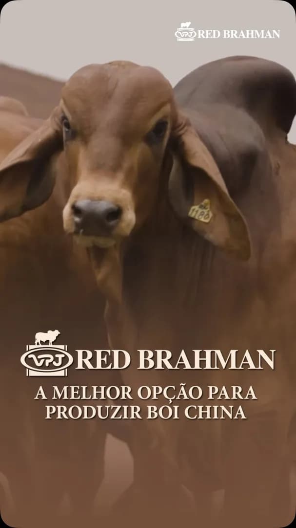 🔥 RED BRAHMAN VPJ: genética que faz a diferença! 🔥

🌎 Criado na América do Sul, América Central, América do Norte, Austrália, Ásia e África, o RED BRAHMAN é um zebu mais que provad