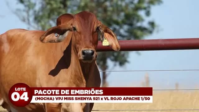 LOTE 04: Pacote de embriões da vaca Red Brahman Mocha VPJ MISS SHENYA 921 x VL ROJO APACHE 1/50

VPJ MISS SHENYA 921 é uma vaca mocha, irmã própria da vaca líder do PROGRAMA GMA e