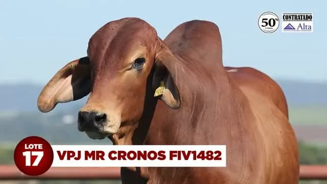 LOTE 17: VPJ MR CRONOS FIV1482

VPJ MR CRONOS FIV1482 é destaque da bateria da ALTA GENETICS! Com avaliação genética extremamente consistente, VPJ MR CRONOS FIV1482 terá 50% de sua