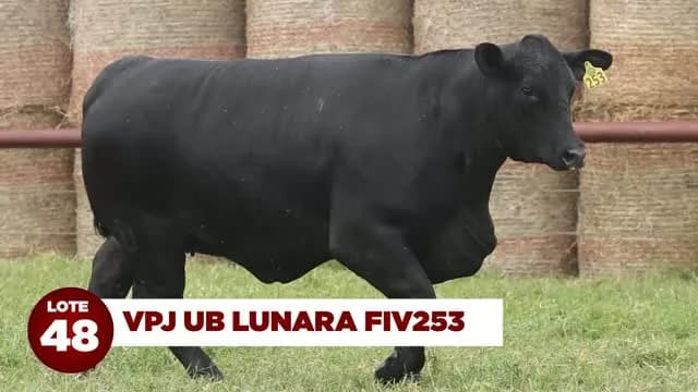 LOTE 48 - VPJ UB LUNARA FIV253

VPJ UB Lunara FIV253 é uma das matrizes Ultrablack de maior destaque de sua geração na VPJ.

Apresenta excelente avaliação PROMEBO para performance,