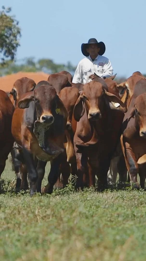 🚨 SAVE THE DATE! 🚨

⭐ 4º LEILÃO VIRTUAL VPJ RED BRAHMAN ⭐

🔥 Uma grande oportunidade de adquirir Genética Red Brahman de excelência:

✅ Touros, Fêmeas Especiais e Embriões.

📅 15 d