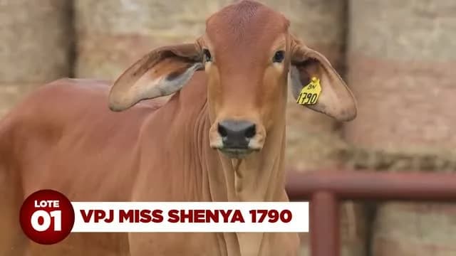 LOTE 01: VPJ MISS SHENYA 1790

VPJ MISS SHENYA 1790 é uma jovem doadora, destaque de sua safra!

Filha da excepcional VPJ MISS SHENYA 921, que é irmã própria da líder do programa G
