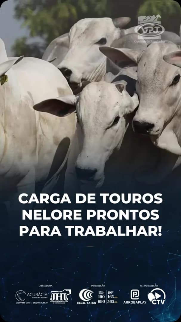 💥Catálogo disponível💥

Está no ar o catálogo completo do 4º Leilão de Reprodutores Qualidade Genética.

Serão ofertados 80 Touros Nelore e 10 Touros Tabapuá.

📅 24 de outubro | 10h