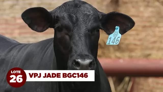 LOTE 26: VPJ JADE IA2353

Filha da Jade Guapiara BR6985, valorizada em R$ 1.200.000,00 no 28º Leilão VPJ Genetics, VPJ Jade FIV2353 tem morfologia impecável, assim como sua mãe!
VP