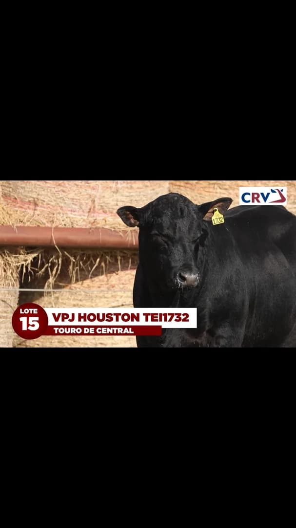 LOTE 15: VPJ HOUSTON TEI1732

VPJ HOUSTON TEI1732 É DESTAQUE DA BATERIA CRV E TERÁ 50% DE SUAS COTAS COMERCIALIZADAS NESTE LEILÃO. FRUTO DE EMBRIÃO IMPORTADO DOS EUA, *VPJ HOUSTON