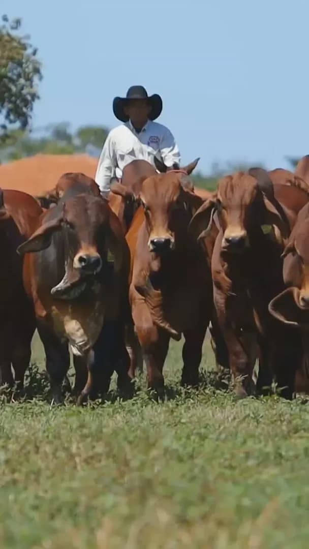Faltam 5 dias!!!!!!

Anote na agenda e marque presença no 4º LEILÃO RED BRAHMAN VPJ MOCHO NATURAL!

📍 Dia 15 de Outubro, às 20h, durante a EXPOBRAHMAN em Uberaba-MG.

🔥 Grande opor