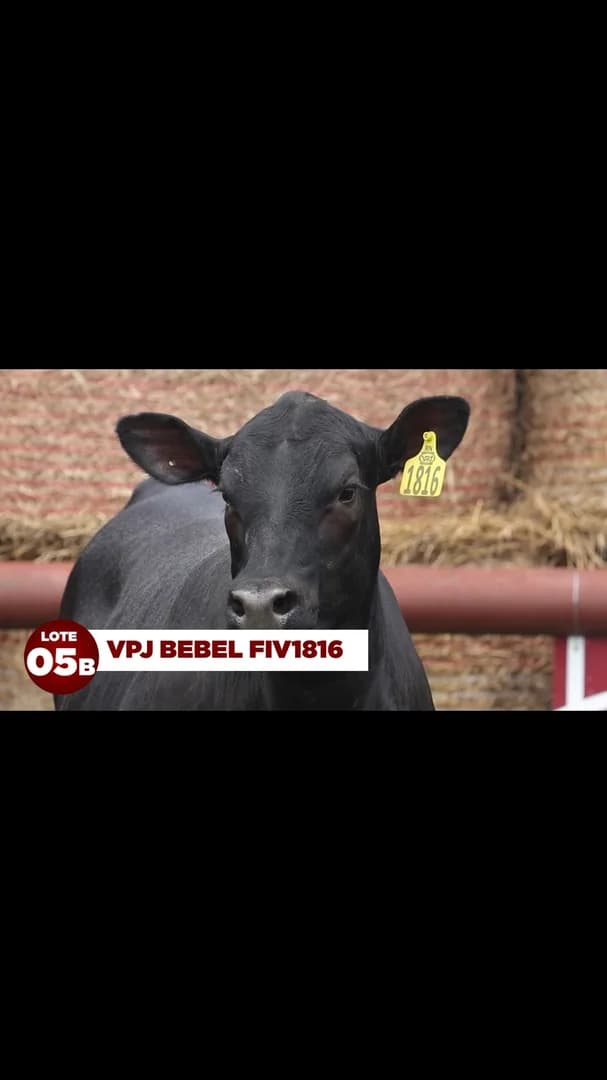 LOTE 05B VPJ BEBEL FIV1816

VPJ BEBEL FIV1816 ENTREGA ALTA PERFORMANCE, CARCAÇAS DE QUALIDADE, HABILIDADE MATERNA E MUITA ADAPTAÇÃO. FILHA DE EWA PEYTON E VPJ BLACK CRISTAL BLUESTE