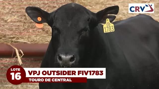 LOTE 16: VPJ OUTSIDER FIV1783

VPJ OUTSIDER FIV1783 É UM DOS DESTAQUES DA BATERIA CRV E TERÁ 50% DE SUAS COTAS COMERCIALIZADAS NESTE LEILÃO.

TOURO QUE ALIA EXCELENTE PERFORMANCE,