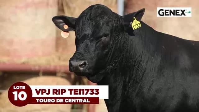 LOTE 10 - VPJ RIP FIV1733

VPJ Rip FIV1733 é um touro de muita consistência genética, filho de Powell Karama 8347, que já é mãe de cinco touros de central. Fruto de embrião importa