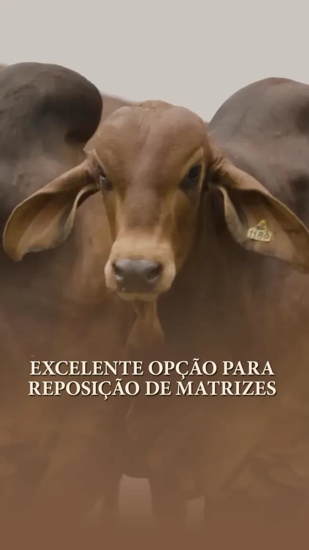 Criado na América do Sul, América Central, América do Norte, Austrália, Ásia e África, o RED BRAHMAN é um zebu mais que provado e a melhor opção para promover heterose sem sair do