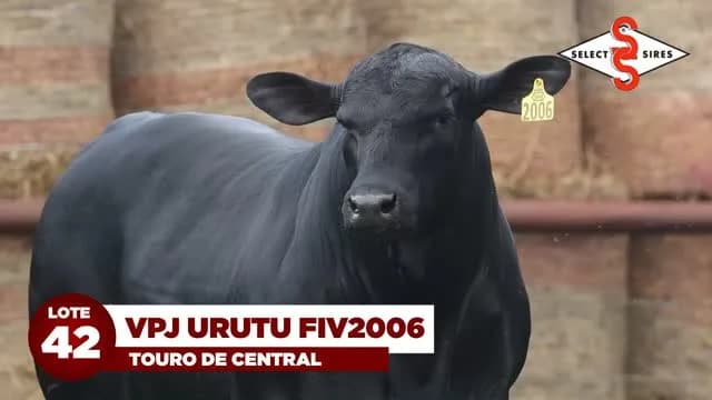 LOTE 42 - VPJ URUTU FIV2006

Segundo colocado na Prova Top Brangus 2025!

Contratado pela Select Sires, VPJ Urutu FIV2006 terá 50% de suas cotas comercializadas no 29º Leilão VPJ G