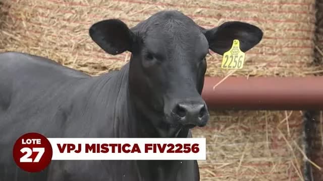LOTE 27 - VPJ MISTICA FIV2256 

Filha de Skyhawks Presidente 23R6, touro americano de importação exclusiva da VPJ Pecuária, e de VPJ Mística Final Cut894 FIV936, uma das mais desta