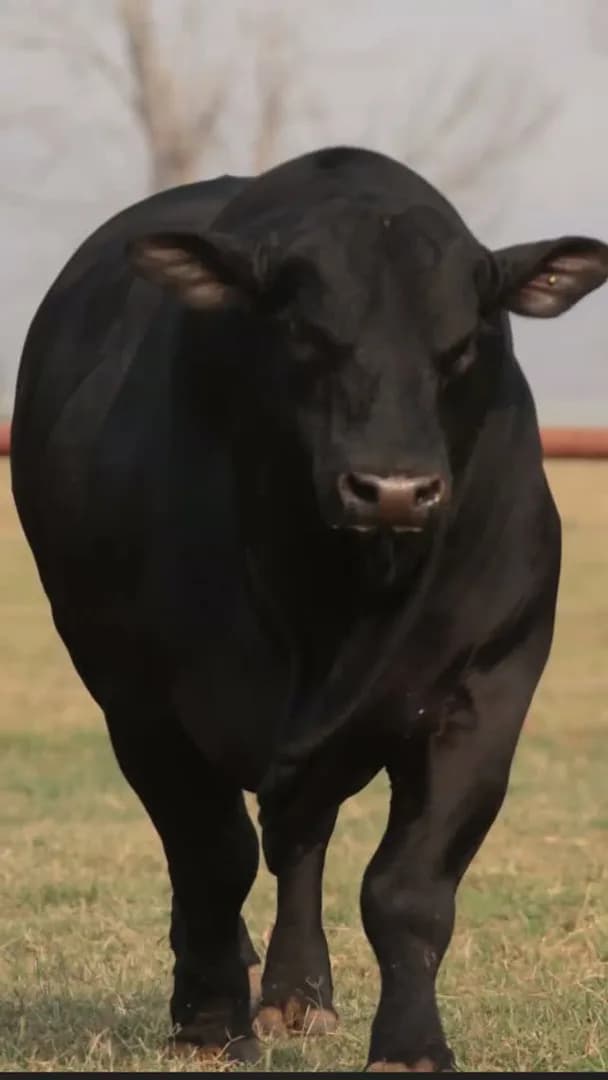 A raça Brangus é composta de 62,5% de Angus e 37,5% de Zebu e oferece um conjunto de características reprodutivas, produtivas e adaptativas que possibilita a produção de carne prem